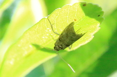 Acrobasis betulella