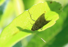 Acrobasis betulella