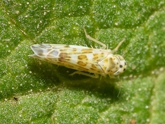 Eupteryx