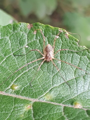 Oligolophus tridens