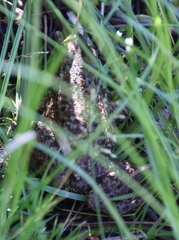 Lithobates clamitans