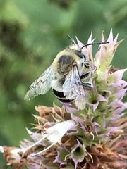 Eucera