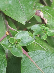 Rabdophaga rosaria