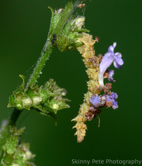 Synchlora