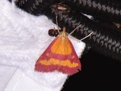 Pyrausta laticlavia