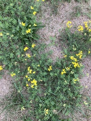 Lotus corniculatus