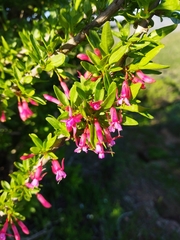 Fuchsia lycioides
