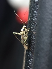 Phytocoris tiliae