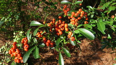 Pyracantha koidzumii