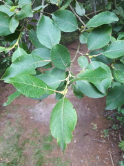 Salix caprea