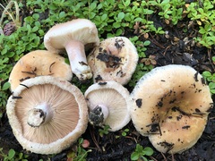 Lactarius pubescens