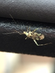 Phytocoris tiliae