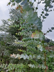 Eucalyptus cinerea