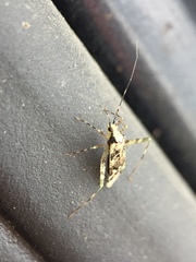 Phytocoris tiliae
