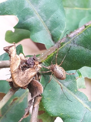 Oligolophus tridens