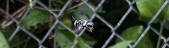 Megachile xylocopoides