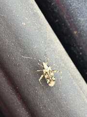 Phytocoris tiliae