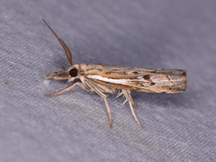 Fissicrambus quadrinotellus