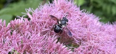 Megachile xylocopoides