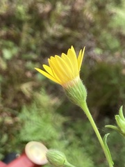 Bradburia pilosa