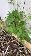 Fallopia convolvulus
