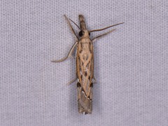 Fissicrambus quadrinotellus