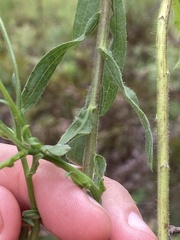 Bradburia pilosa