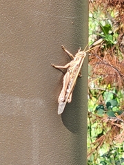 Schistocerca americana