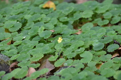 Sibthorpia peregrina