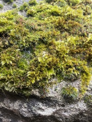 Homalothecium sericeum