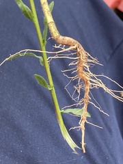 Bradburia pilosa