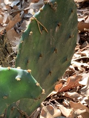Opuntia orbiculata