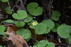 Sibthorpia peregrina