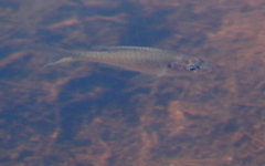 Lepomis
