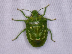 Banasa euchlora