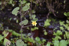 Sibthorpia peregrina