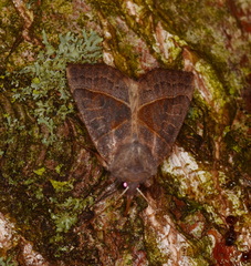 Mesogona oxalina