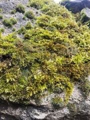 Homalothecium sericeum