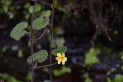 Sibthorpia peregrina