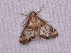 Petrophila jaliscalis
