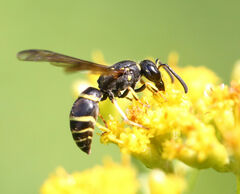 Ancistrocerus