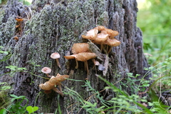 Desarmillaria tabescens