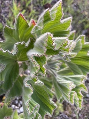Pelargonium cucullatum cucullatum