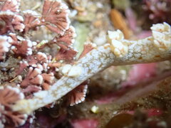 Bornella hermanni