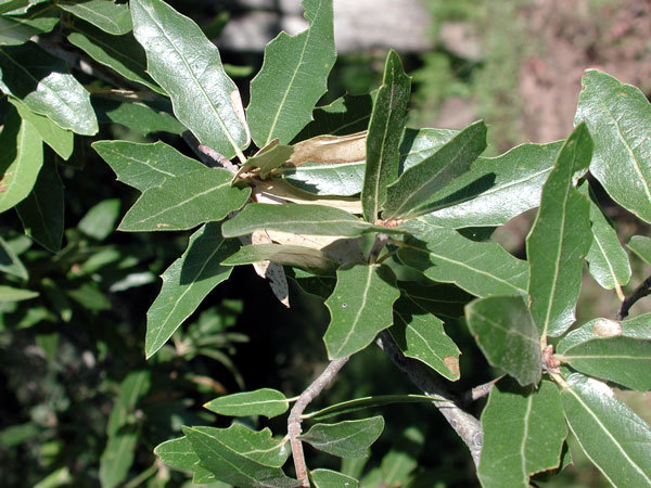 Quercus emoryi