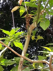 Brugmansia suaveolens