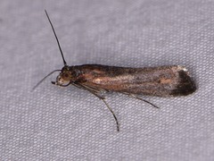 Elasmopalpus lignosella