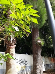 Brugmansia suaveolens