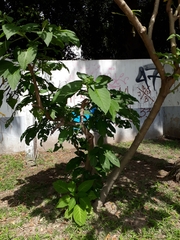 Brugmansia suaveolens