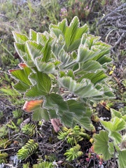 Pelargonium cucullatum cucullatum